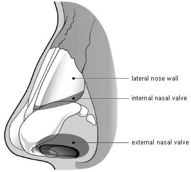 Nose diagram showing the lateral nose wall, internal nose valve and external nasal valve